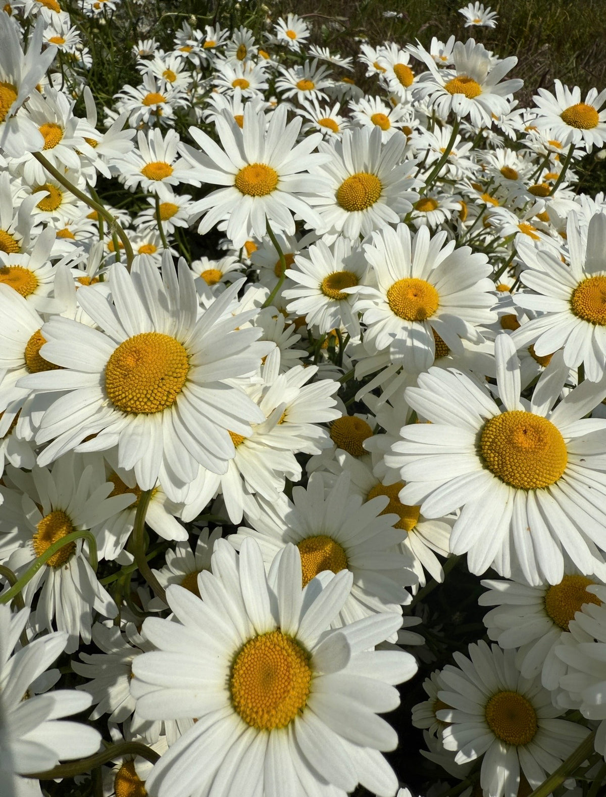 A dense cluster of Oxeye Daisies from Bishy Barnabees Cottage Garden, their white petals and bright yellow centers bask in sunlight, filling the frame—a vibrant choice for rewilding projects.