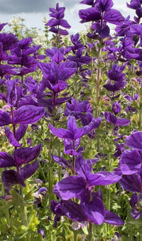 Clary Sage Oxford Blue by Bishy Barnabees Cottage Garden Ltd features dense clusters of vibrant purple flowers with indigo-blue bracts on upright green stems—perfect for dried flower arrangements and adding rich color to any display.