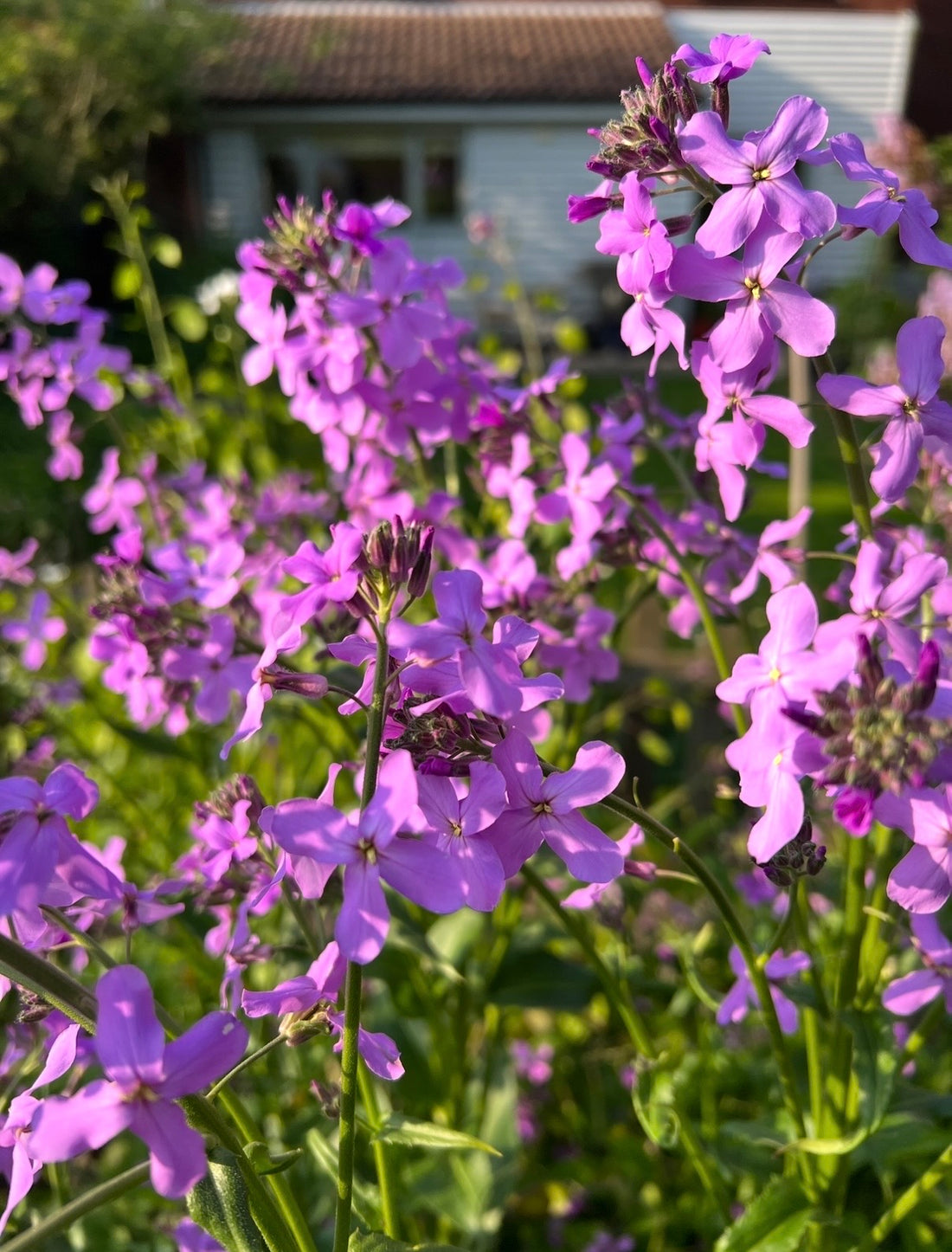 Close-up of vibrant Hesperis Purple (Sweet Rocket) by Bishy Barnabees Cottage Garden, glowing in sunlight with a blurred green background and part of a house with a tiled roof and white siding.
