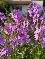 Close-up of vibrant Hesperis Purple (Sweet Rocket) by Bishy Barnabees Cottage Garden, glowing in sunlight with a blurred green background and part of a house with a tiled roof and white siding.