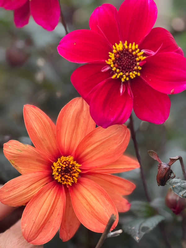 Close-up of two bee-friendly Dahlia Bishops Children Mix flowers by Bishy Barnabees Cottage Garden: one bright red with yellow stamens, the other peach-orange with a yellow center, highlighted by green leaves and blurred background.