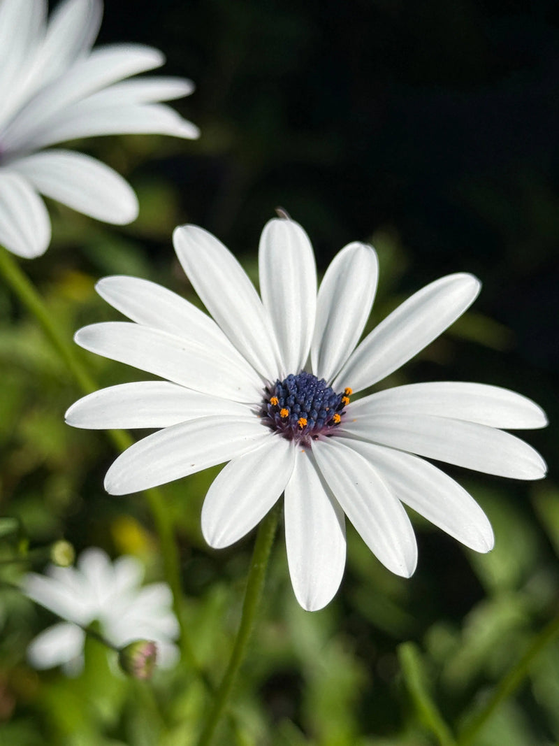 A close-up of Osteospermum Sky and Ice - African Daisy by Bishy Barnabees Cottage Garden highlights its white petals, dark purple center, and yellow-tipped stamens against a blurred green backdrop with other blooms.