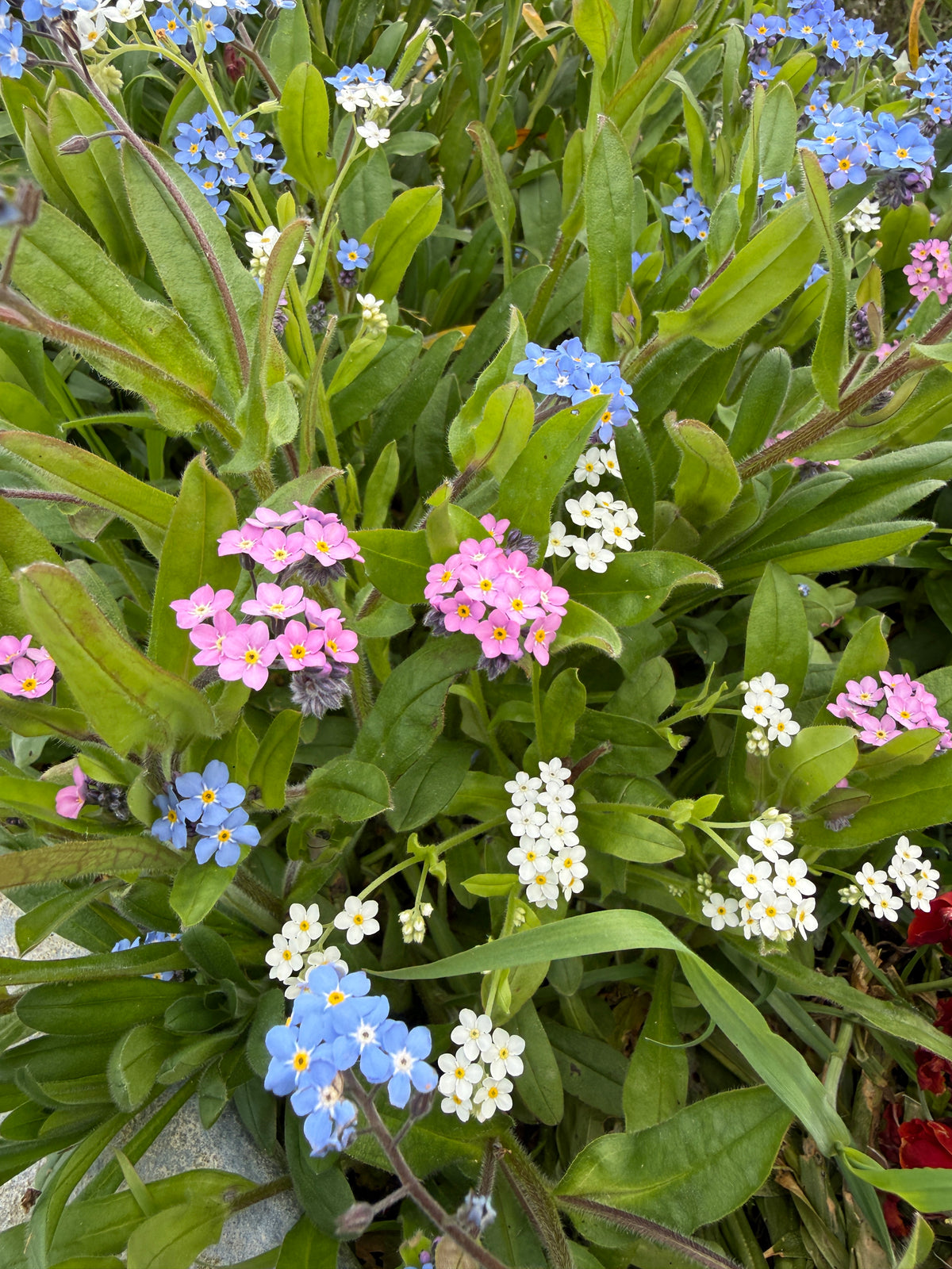 Forget-me-not Victoria Mixed