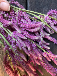 Statice Suworowii Dried | Pink Poker | Norfolk Grown