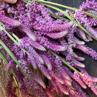 Dried Statice Suworowii