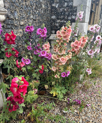 Tall hollyhocks from Bishy Barnabees Cottage Garden's Hollyhock Bishy Barnabee Mix bloom in pink, purple, and red beside a stone building, surrounded by cottage garden flowers, leafy green foliage, and gravel.