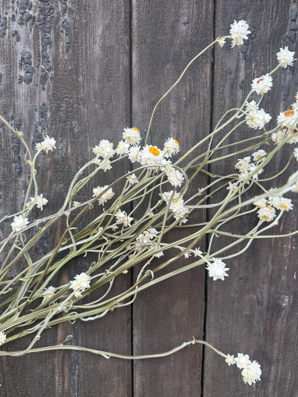 Ammobium Dried | Winged Everlasting | Norfolk 50-70cm