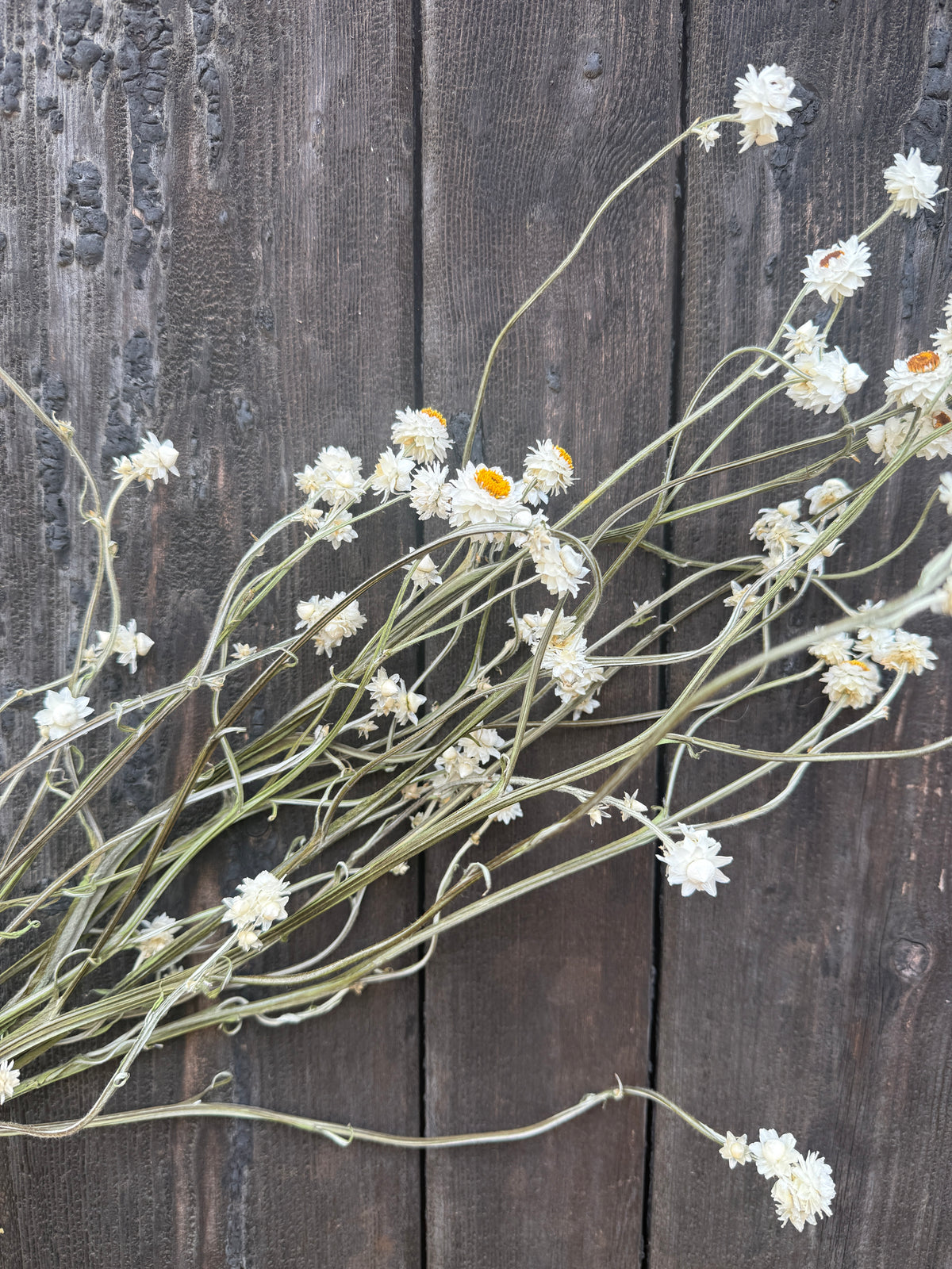 Ammobium Dried | Winged Everlasting | Norfolk 50-70cm