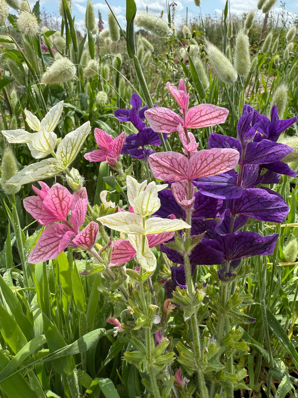 Clary Sage Crown Bouquet Mixed by Bishy Barnabees Cottage Garden Ltd features hardy annual flowers with pink, white, and purple bracts—ideal for dried arrangements and adding vibrant color to any garden or meadow.