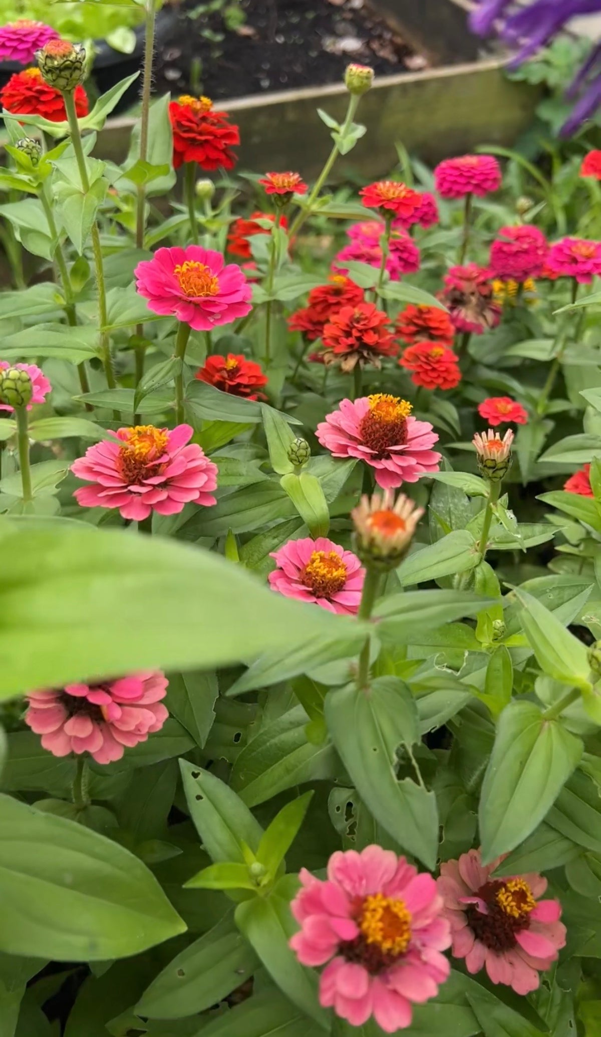 Cluster of pink and red Zinnia Lilliput Mix blooms among green leaves
