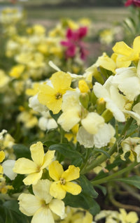 A cluster of creamy-white Wallflower Ivory White blooms from Bishy Barnabees Cottage Garden, with hints of pale yellow and green foliage—perfect for adding early spring nectar and color to any garden.
