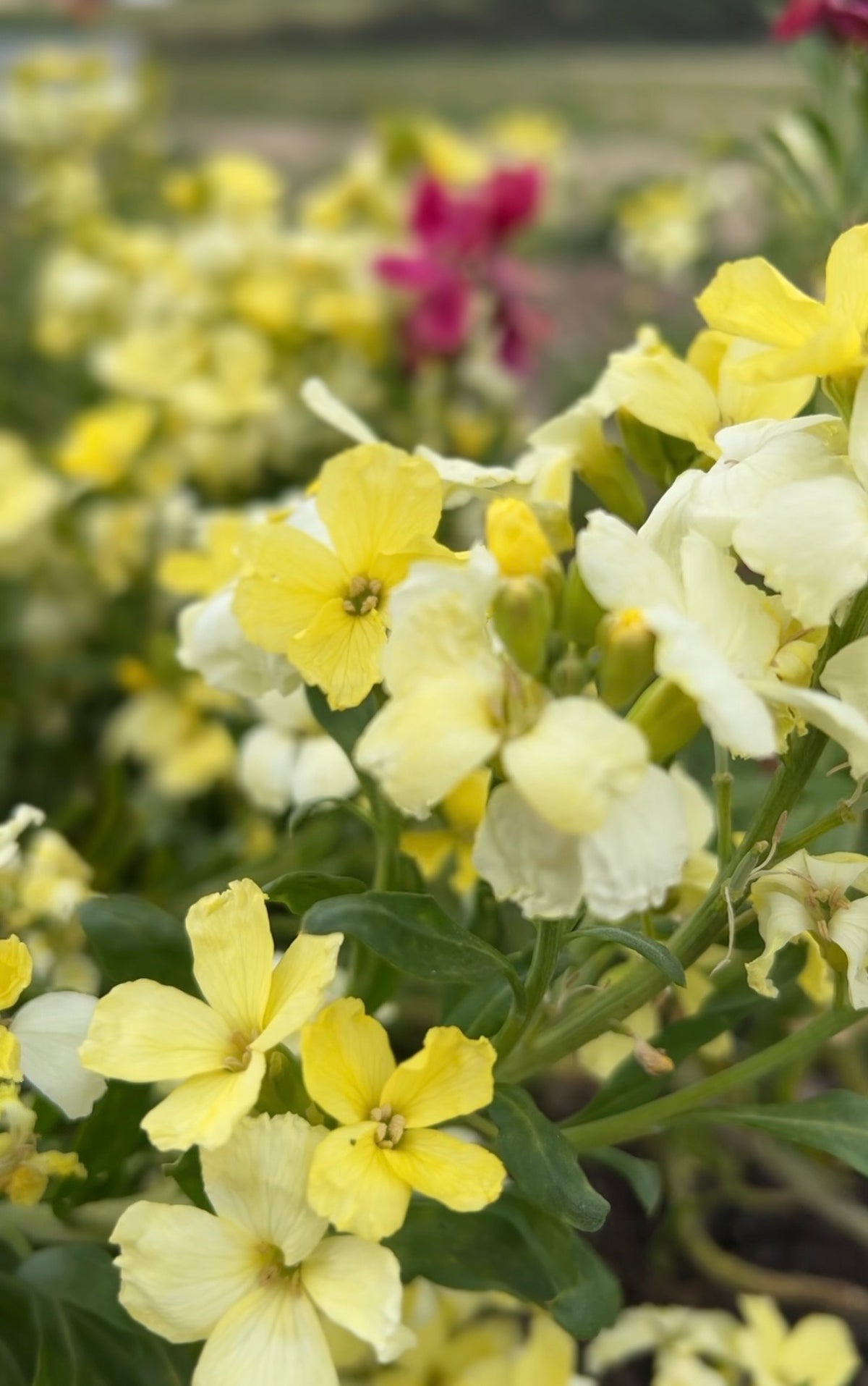A cluster of creamy-white Wallflower Ivory White blooms from Bishy Barnabees Cottage Garden, with hints of pale yellow and green foliage—perfect for adding early spring nectar and color to any garden.