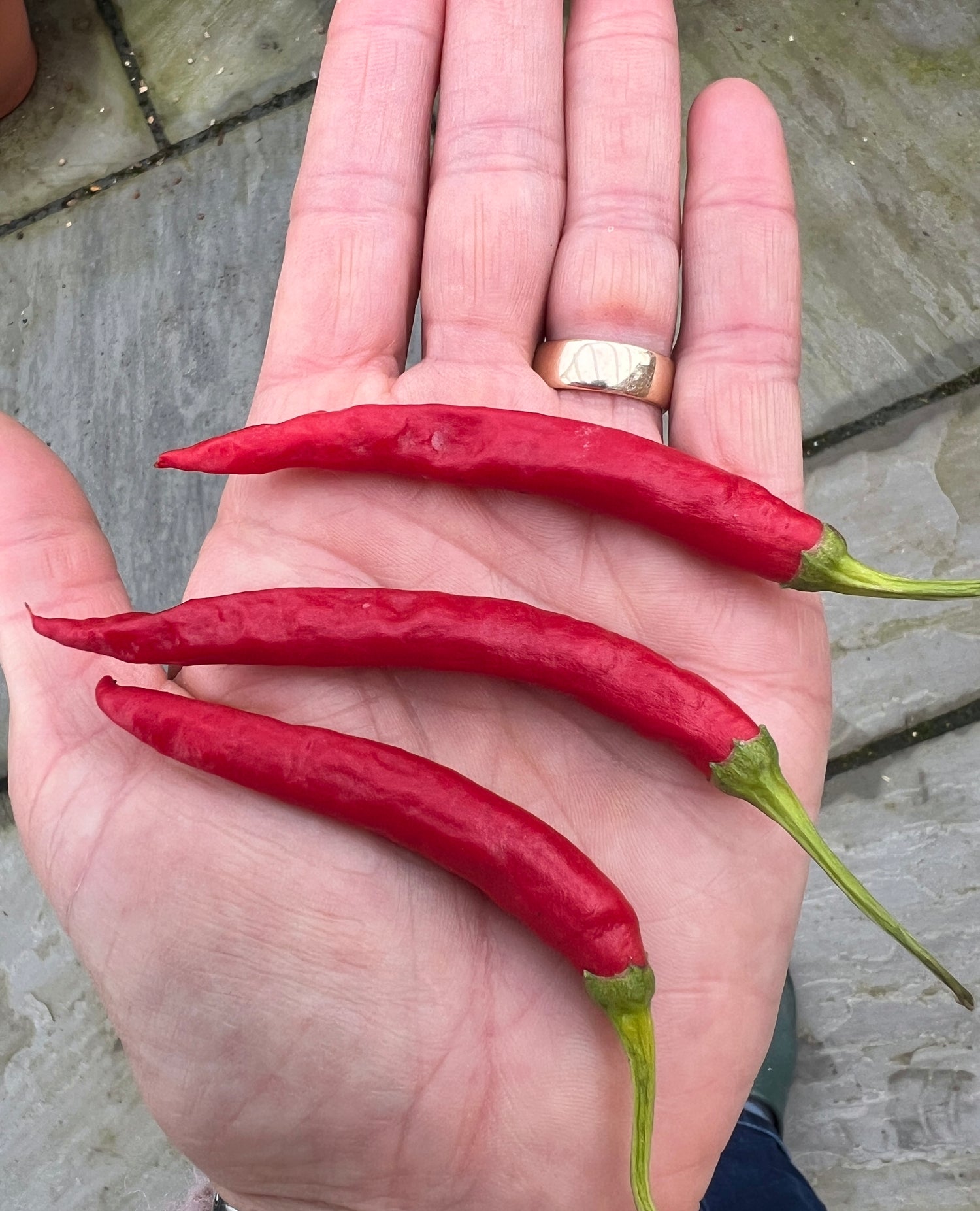 Hand holding three long red cayenne peppers on a stone surface.