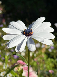 A close-up of the Osteospermum Sky and Ice - African Daisy by Bishy Barnabees Cottage Garden, featuring white petals, a dark purple center with yellow accents, against a blurred backdrop of greenery and flowers.