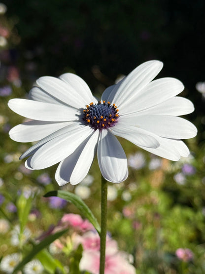 Osteospermum Sky and Ice - African Daisy Bishy Barnabees Cottage Garden