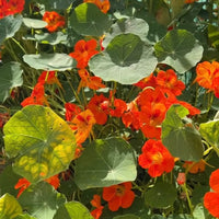 Vibrant orange Nasturtium Tom Thumb flowers from Bishy Barnabees Cottage Garden, with round green leaves, bask in sunlight amidst a lush garden setting.