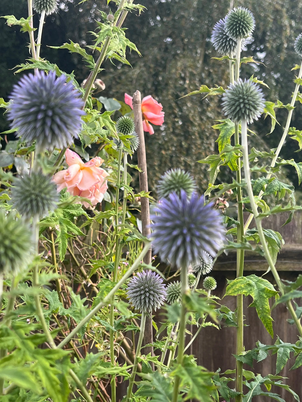 Echinops ritro Metallic Blue by Bishy Barnabees Cottage Garden grows with peach roses in a garden, featuring spiky, spherical metallic blue flower heads, green leaves, and a wooden fence. This bee-friendly plant adds unique color and texture.