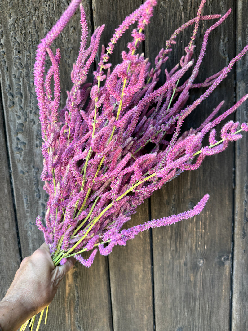Dried Statice suworowii — slender pink-purple poker spikes, farm-grown in Norfolk