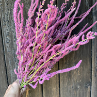 Dried Statice Suworowii