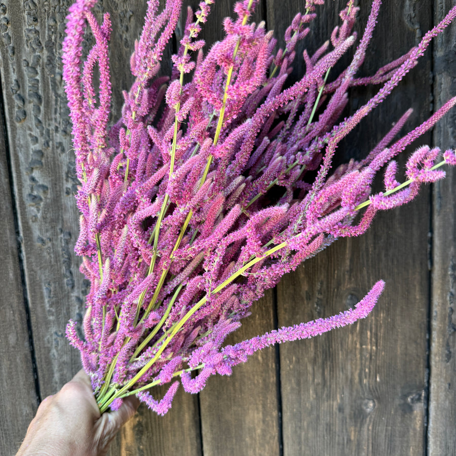 Dried Statice Suworowii