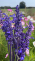 Close-up of Salvia Victoria Blue flowers from Bishy Barnabees Cottage Garden in full purple-blue bloom, set against green grass and colorful wildflowers—a stunning, pollinator-friendly garden scene.