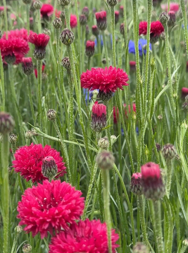 Close-up of vibrant red and carmine-pink Cornflower Red Boy blooms from Bishy Barnabees Cottage Garden Ltd, growing among green stems and buds in a field, with foreground flowers in sharp focus and a softly blurred background.