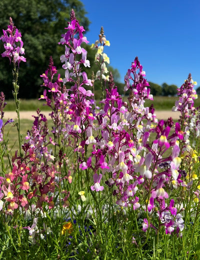 Wildflowers in pink, purple, and white bloom in a sunny meadow, featuring Bishy Barnabees Cottage Garden’s Linaria Fairy Bouquet Mix. Green grass covers the foreground with trees and a clear blue sky in the distance.