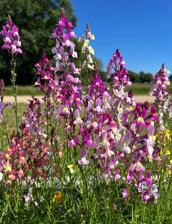 Wildflowers in pink, purple, and white bloom in a sunny meadow, featuring Bishy Barnabees Cottage Garden’s Linaria Fairy Bouquet Mix. Green grass covers the foreground with trees and a clear blue sky in the distance.