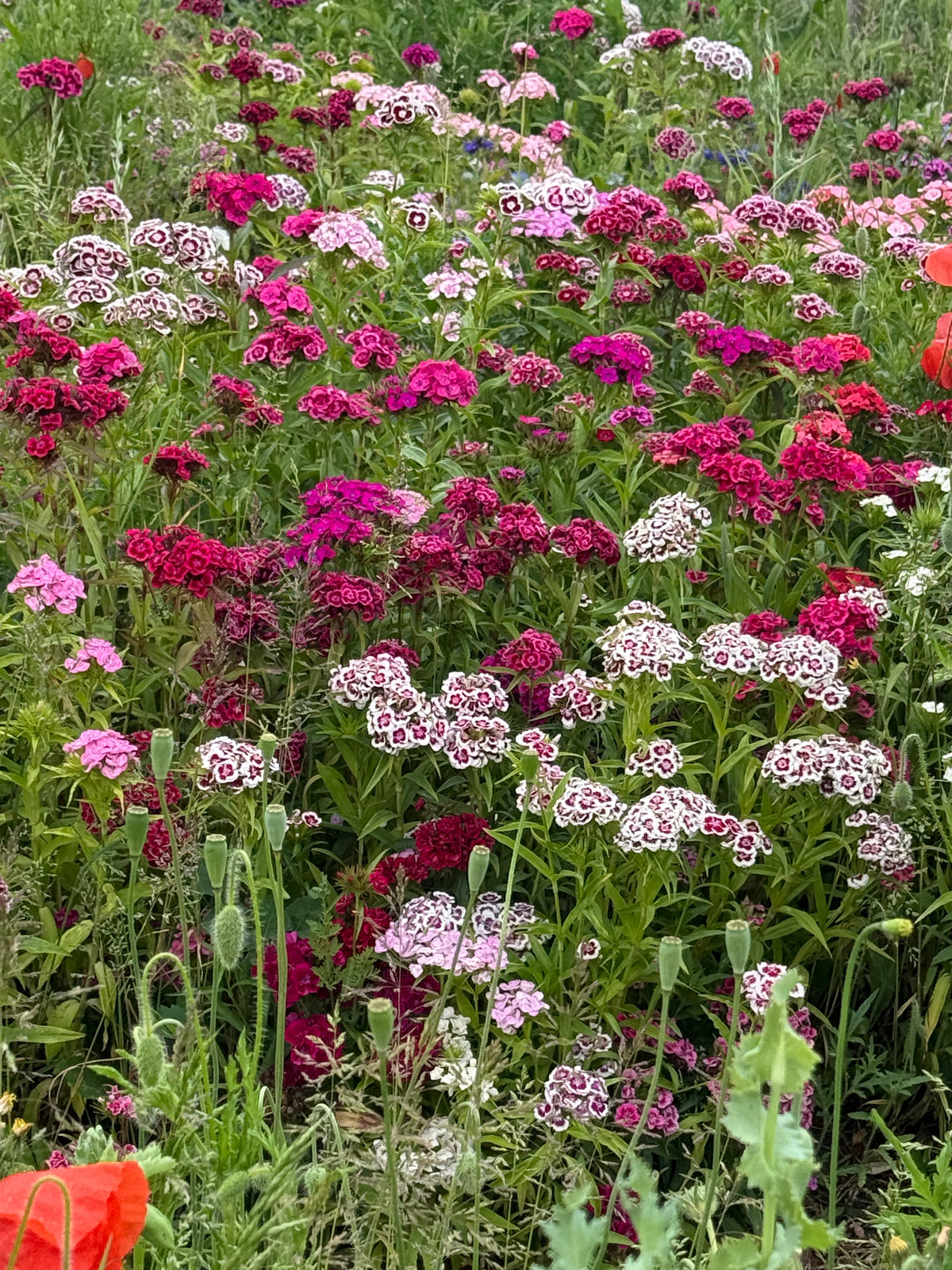 Sweet William Auricula Eyed Mixed
