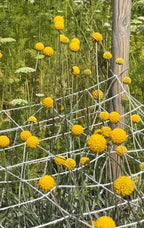 Craspedia Drumstick by Bishy Barnabees Cottage Garden features bright yellow blooms on green stems, supported by white string netting and a wooden post, with wildflowers blurred in the background—ideal for dried flower arrangements.