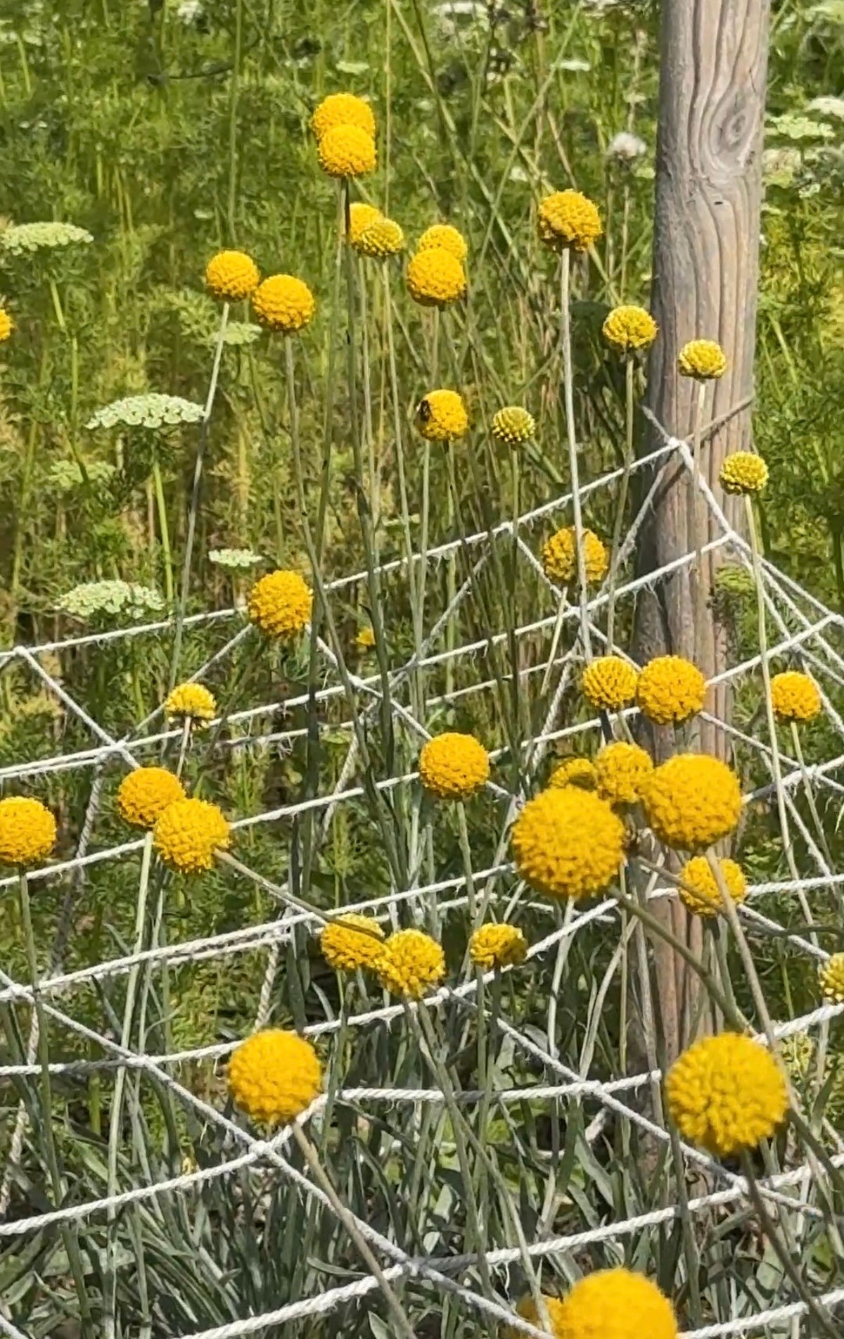 Craspedia Drumstick by Bishy Barnabees Cottage Garden features bright yellow blooms on green stems, supported by white string netting and a wooden post, with wildflowers blurred in the background—ideal for dried flower arrangements.