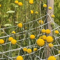 Craspedia Drumstick by Bishy Barnabees Cottage Garden features bright yellow blooms on green stems, supported by white string netting and a wooden post, with wildflowers blurred in the background—ideal for dried flower arrangements.