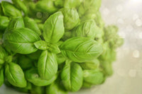 Close-up of Bishy Barnabees Cottage Garden Ltd's Basil Classic Italian leaves, showcasing their vibrant green color, smooth texture, and gently rounded edges against a softly lit, blurred background with subtle bokeh.
