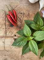 Basil Holy Thai (Ocimum tenuiflorum) sprig beside red chillies on a wooden board