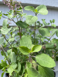 Close-up of Basil Holy Thai by Bishy Barnabees Cottage Garden Ltd, featuring green serrated oval leaves with small purple flowers, set against a light wooden background that highlights leaf veins and softens the scene.