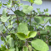 Close-up of Basil Holy Thai by Bishy Barnabees Cottage Garden Ltd, featuring green serrated oval leaves with small purple flowers, set against a light wooden background that highlights leaf veins and softens the scene.
