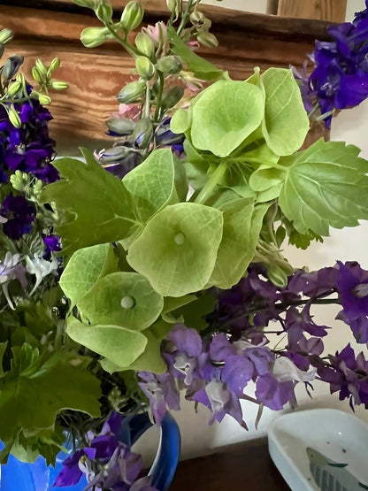 A close-up of Bells of Ireland by Bishy Barnabees Cottage Garden Ltd shows light green hydrangeas and vibrant purple blooms in a blue vase indoors, set near wood with a soft background that highlights the floral colors.