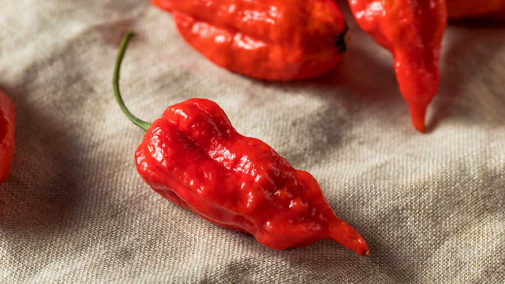 Bhut Jolokia Red chillies – wrinkled red pods on a linen cloth