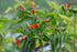 Vibrant Bird&