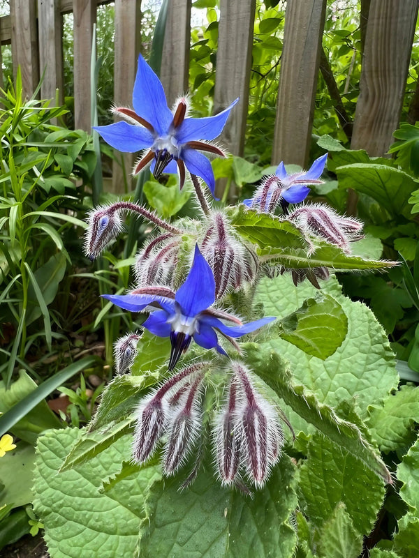 Vivid blue, star-shaped Borage flowers and fuzzy buds from Bishy Barnabees Cottage Garden Ltd grow on hairy stems with large green leaves, set in a leafy garden beside a wooden fence, bringing vibrant life to the scene.