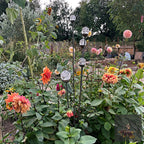 Bespoke Cluster of 5 Tall Glass Garden Feature | 1150mm Steel Stake