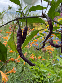 Buena Mulata Chilli