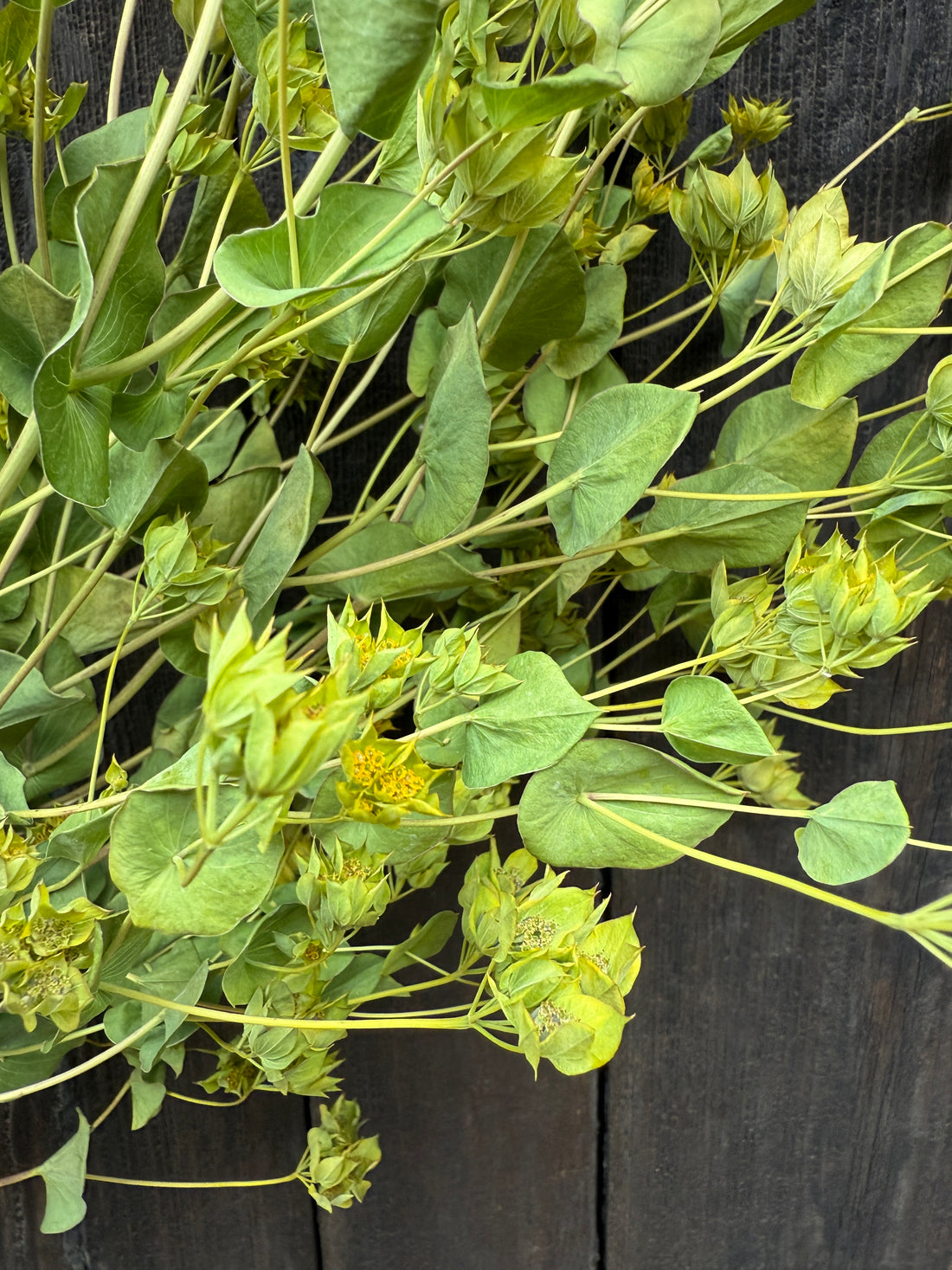 Bupleurum Griffiti Dried