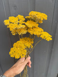 A hand holds a bouquet of Bishy Barnabees Cottage Garden Ltd Achillea Cloth of Gold Dried flowers against a gray wooden background.