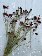 Geums Dried by Bishy Barnabees Cottage Garden Ltd features clusters of long-stemmed, dark red blooms with green stems and dried geum seed heads, beautifully arranged against weathered blue wood with peeling paint.
