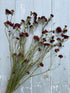 Geums Dried - Bishy Barnabees Cottage Garden Ltd