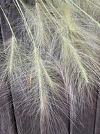 Hordeum Jubatum Dried | Foxtail Barley | Norfolk Grown