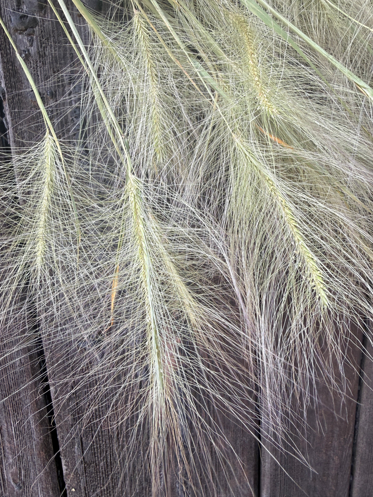 Hordeum Jubatum Dried | Foxtail Barley | Norfolk Grown