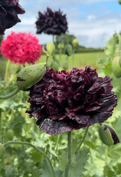Close-up of a dark purple, ruffled Poppy Black Peony flower by Bishy Barnabees Cottage Garden, with a green bud in front. Other pink and dark purple poppies, ideal for dried arrangements, appear against a blurred field and sky.