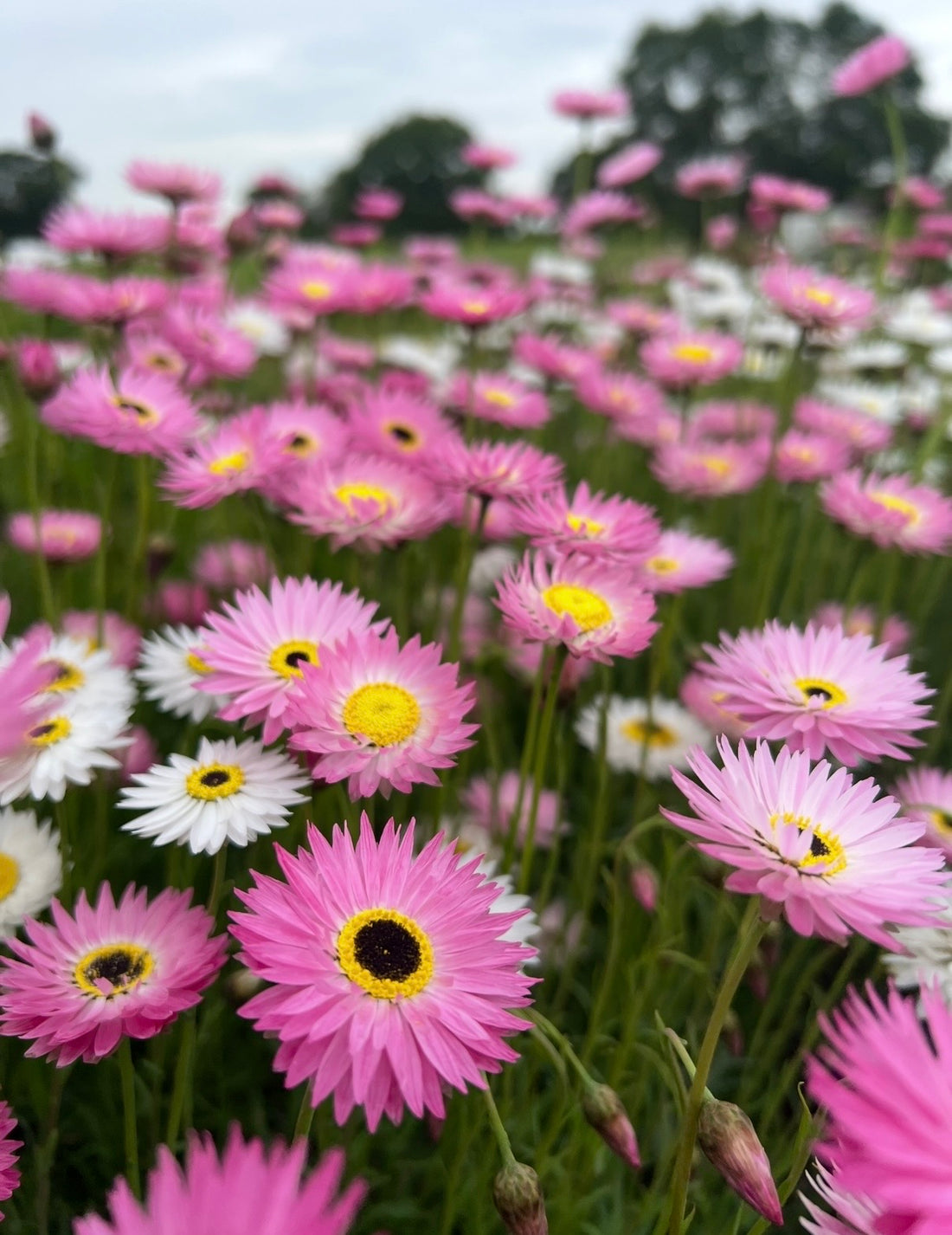 A close-up of Strawflower Helipterum Roseum Mixed by Bishy Barnabees Cottage Garden, showing dense pink and white blooms with yellow centers under a cloudy sky and blurred trees in the background.